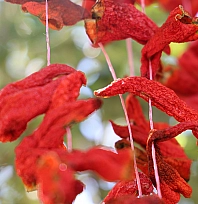 Elazığ'da kış hazırlıkları başladı: Kofik biberler asılmaya başladı