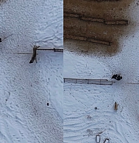 Elazığ'da köpeklerin saldırısı dron kamerasında