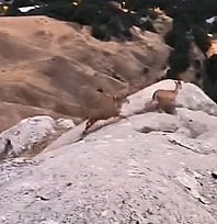 Elazığ'da koruma altındaki dağ keçileri görüntülendi