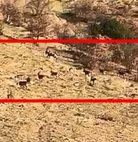 Elazığ'da koruma altındaki dağ keçileri görüntülendi