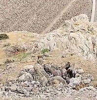 Elazığ'da koruma altındaki dağ keçileri görüntülendi