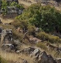 Elazığ'da koruma altındaki dağ keçileri sürü halinde görüntülendi