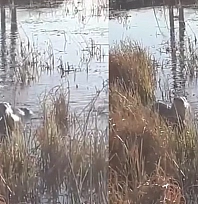 Elazığ'da koruma altındaki su samuru görüntülendi