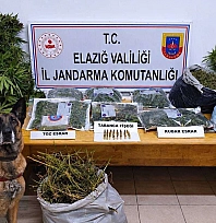 Elazığ'da köydeki kenevir tarlasına jandarma baskını: 3 tutuklama