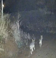 Elazığ'da kurtlar sürü halinde görüldü