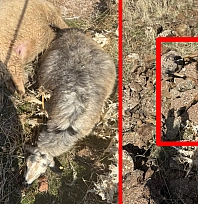 Elazığ'da kurtlar sürüye daldı: 28 koyun telef oldu, 12'si kayıp