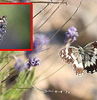 Elazığ'da lavanta ve kelebek buluşması