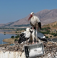 Elazığ'da leylekler büyük göç öncesi son hazırlıklarını yapıyor