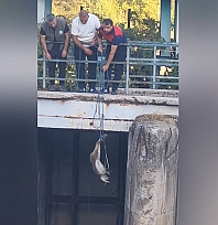 Elazığ'da mahsur kalan dağ keçisi kurtarıldı