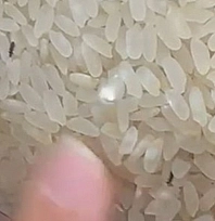 Elazığ'da marketten alınan pirincin içinden böcek çıktı