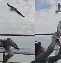 Elazığ'da Martıyla Kurulan Samimi Anlar Kameraya Yansıdı