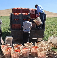 Elazığ'da mevsimlik işçilerin tarlada ekmek mücadelesi