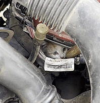 Elazığ'da motor kısmına giren yavru kedi için seferber oldular