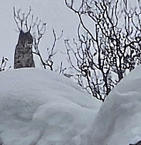 Elazığ'da nesli tehlike altındaki vaşak kameralara yansıdı