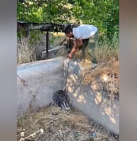 Elazığ'da nesli tehlike altındaki oklu kirpi kurtarıldı