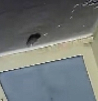 Elazığ'da nesli tükenme tehlikesi altındaki sansar kamerada