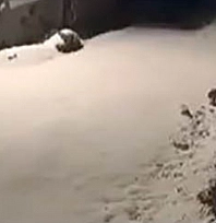 Elazığ'da nesli tükenmekte olan vaşak ailesi görüldü