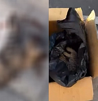 Elazığ'da otobüsün çarptığı kedi öldü