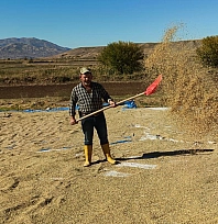 Elazığ'da Palu'nun meşhur üründe hasat zamanı