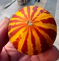 Elazığ'da şamama kavunu tezgahlardaki yerini aldı