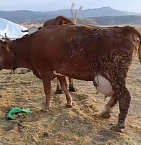 Elazığ'da şap hastalığı üreticileri zor durumda bıraktı