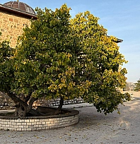 Elazığ'da 'Secde eden ağaç' görenleri şaşırtıyor