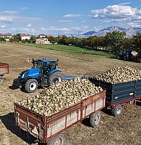Elazığ'da şeker pancarı hasadı başladı