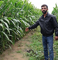 Elazığ'da sel suları 300 dönümlük emeği yuttu
