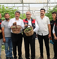 Elazığ'da seralar yenileniyor, üretim güçleniyor