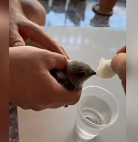 Elazığ'da sıcaktan bayılan ebabil suyla ayıldı