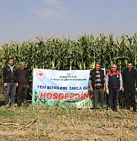 Elazığ'da silajlık mısır hasadı başladı: Üreticilere destek sürüyor