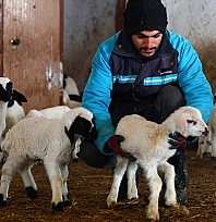 Elazığ'da soğuk hava kuzulamayı erkene çekti