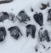 Elazığ'da soğuktan onlarca güvercin donarak telef oldu