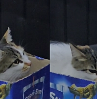 Elazığ'da soğuktan üşüyen sokak kedisi kendine kutudan yuva yaptı