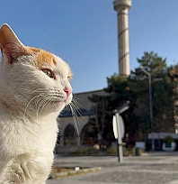 Elazığ'da sonbahar güneşinin keyfini en çok onlar çıkardı