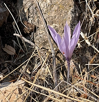 Elazığ'da sonbaharda açan nadir çiğdemler doğa tutkunlarını büyüledi