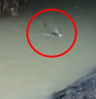 Elazığ'da su samuru balık avlarken görüntülendi