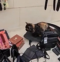 Elazığ'da tezgahını geç açan satıcıya kedisinin gösterdiği tepki, gündem oldu