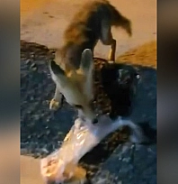 Elazığ'da tilki yemeği alıp gözden kayboldu