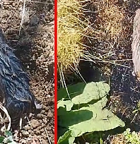 Elazığ'da toprak altından çıkan canlı merak uyandırdı