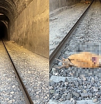 Elazığ'da tünele giren dağ keçilerine tren çarptı