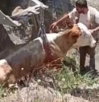 Elazığ'da Uçurumdan inek düştü