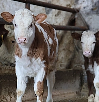 Elazığ'da Üreticinin ikiz buzağı dünyaya geldi