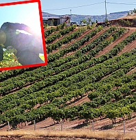 Elazığ'da üzüm hasadı için geri sayım başladı