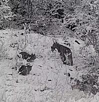 Elazığ'da vaşak ailesi görüntülendi