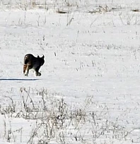Elazığ'da vaşak ailesi görüntülendi