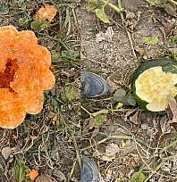 Elazığ'da yaban domuzu istilası: Bahçeler talan edildi