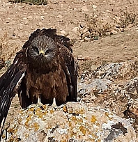 Elazığ'da yaralı çaylak kuşuna köylülerden şefkat eli