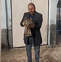 Elazığ'da yaralı kartal koruma altına alındı