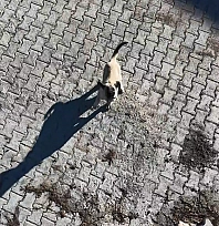 Elazığ'da yavru kangal ile dronun eğlenceli mücadelesi